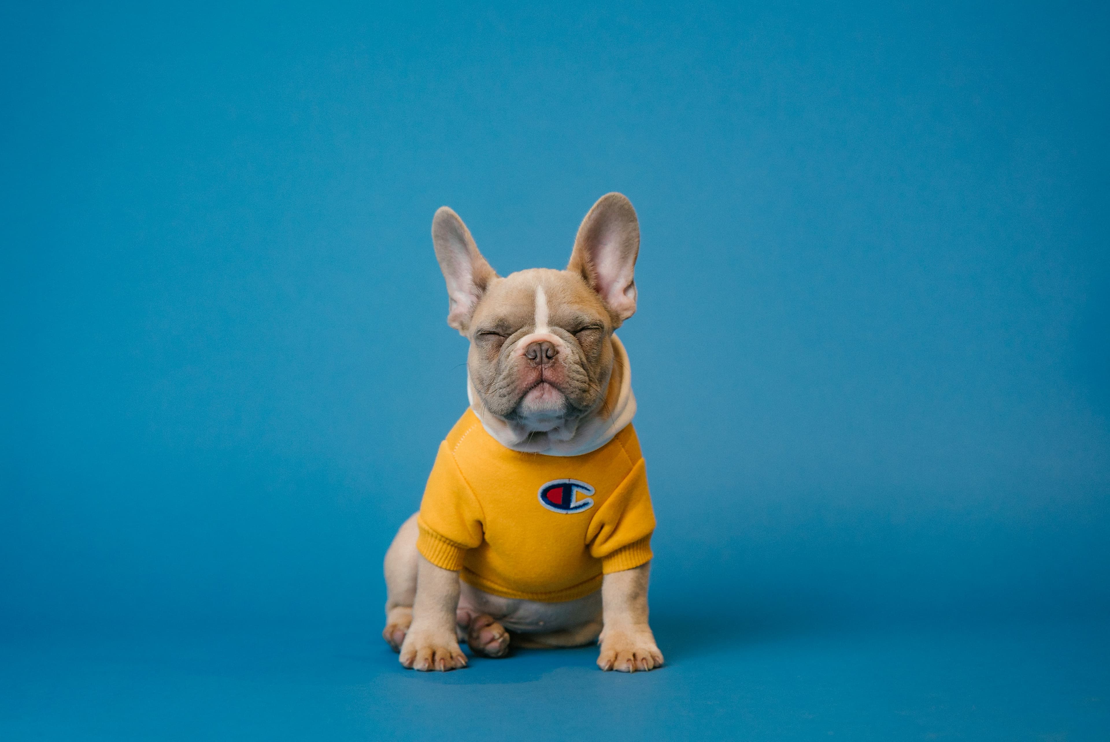 Creating a Pet-Friendly Home Environment